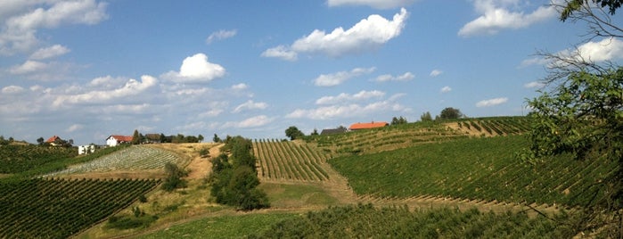 Protner is one of Slovenian wineries.