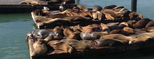Sea Lions at Pier 39 is one of San Francisco.