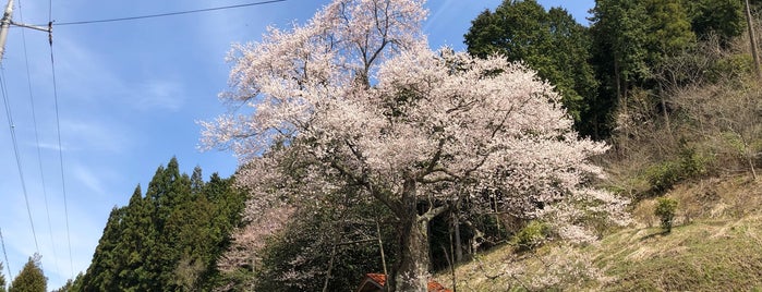 岩井畝の大桜 is one of 一時保管.