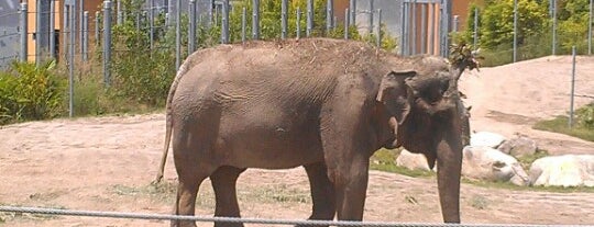 Elephants of Asia is one of Ryan : понравившиеся места.
