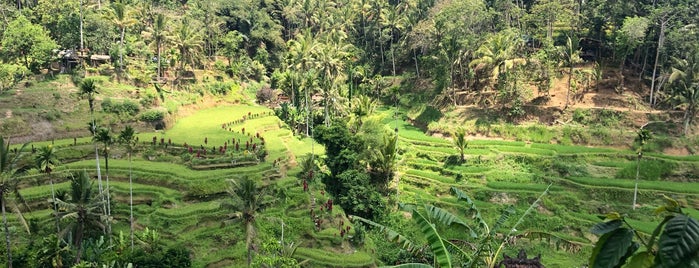 Tegalalang Rice Field Ubud is one of Bali.