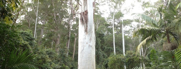 Tallest Tree In NSW is one of East Coast Odyssey 2013.