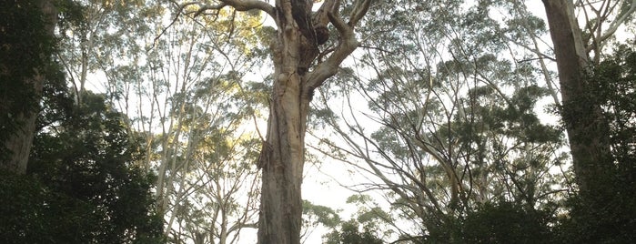 Bird Tree, NSW is one of East Coast Odyssey II, 2013.