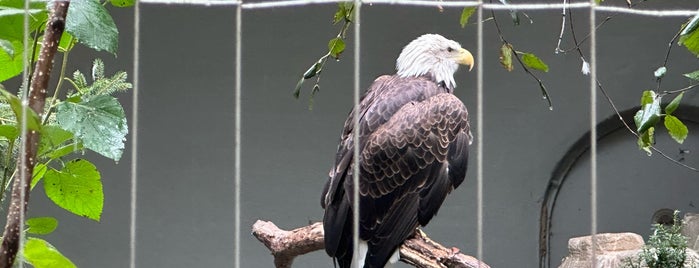 Birds of Prey is one of Bronx Zoo.