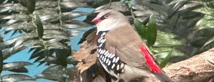 World of Birds is one of Bronx Zoo.