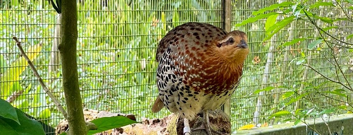 Jurong Bird Park is one of Singapore.
