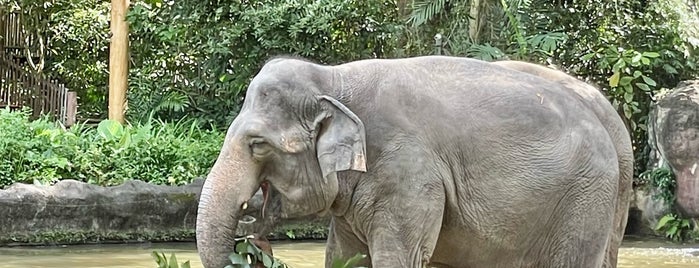 Elephants of Asia is one of Tempat yang Disukai Евгения.