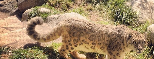 Snow Leopards is one of Lieux qui ont plu à Valerie.