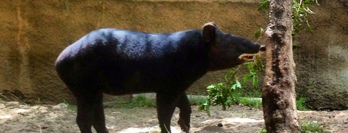 Mountain Tapir is one of Orte, die Ryan gefallen.