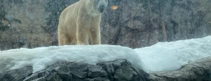 Polar Bear Museum is one of Japan.