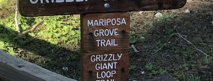 Mariposa Grove is one of Babboさんのお気に入りスポット.