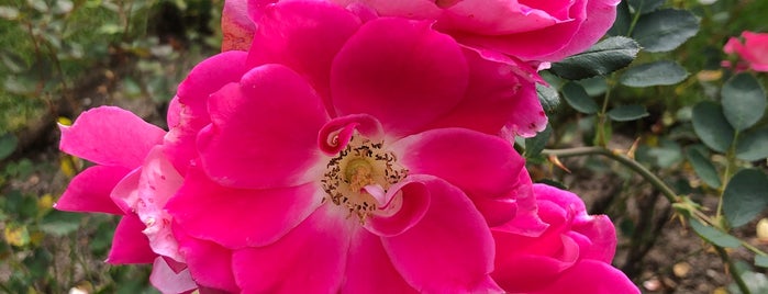 James P. Kelleher Rose Garden is one of Favorites.