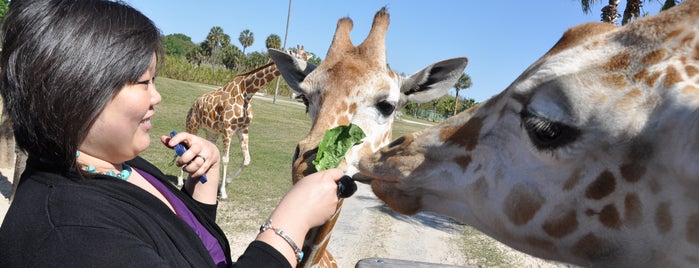 Serengeti Safari is one of Locais salvos de Emre.