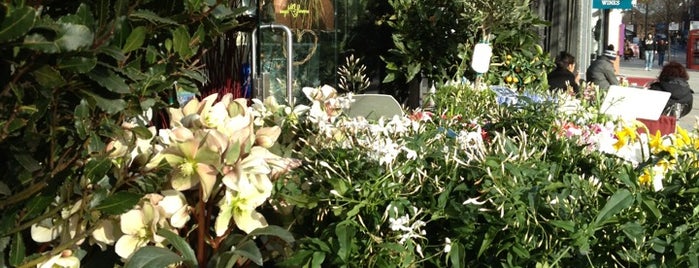 Angel Flowers is one of Garden Centres & Flower Shops in London.