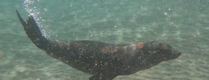 Polperro Dolphin Swim is one of Fun Group Activites around Victoria.