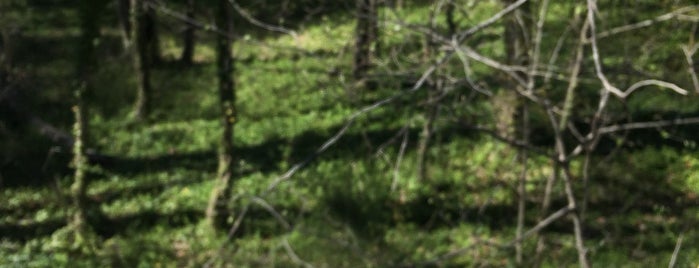 Mallard Creek Greenway is one of Charlotte- Parks.