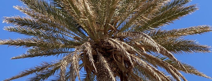 Palm Tree is one of Crete.