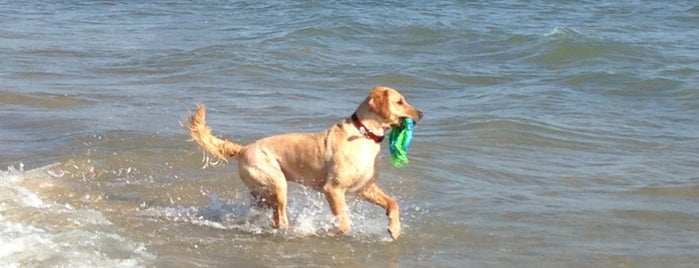 Montrose Dog Beach is one of Our 17 Favorite Pup-Friendly Places.