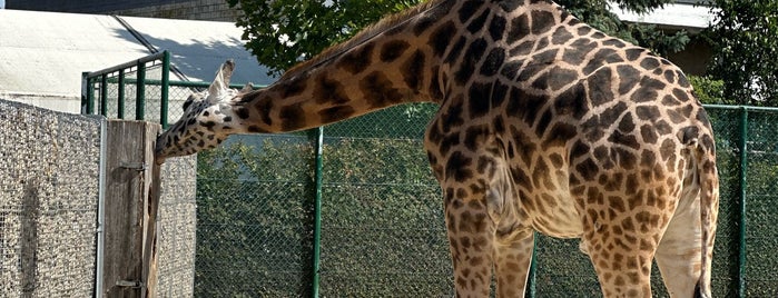 Knies Kinderzoo is one of Familienausflüge.