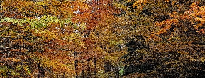 Yenice Ormanları is one of 🍂 Autumn in Turkey 🇹🇷.