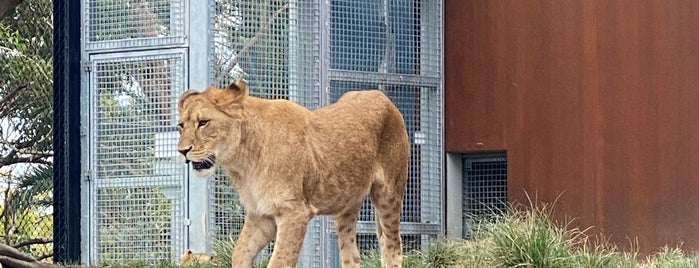 Big Cats is one of Taronga Zoo.