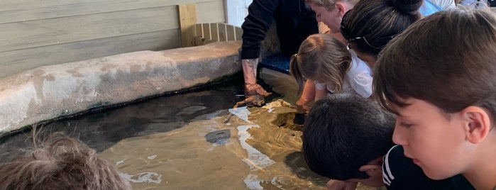 South Carolina Aquarium is one of Lugares favoritos de Amy.