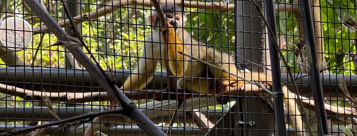 Gibbon Lawn @ Taronga Zoo is one of Taronga Zoo.