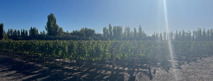 Bodega Nieto Senetiner is one of Mendoza.