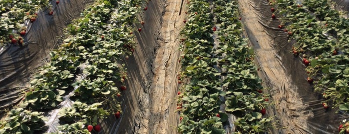 Mashiko Strawberry Farm is one of Tempat yang Disimpan Dokarefu.