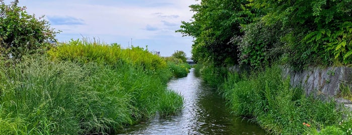 Kamo River is one of osaka.