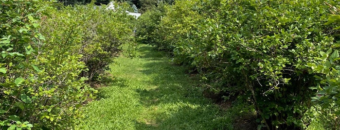 Billy Boy's Blueberry Barn is one of Chi - Fun Stuff!.