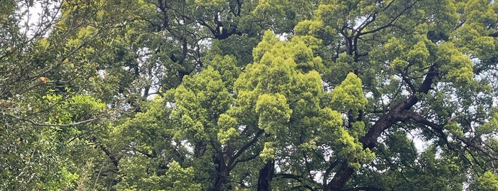 Great Camphor Tree in Kamiyatsu is one of 木・緑地.