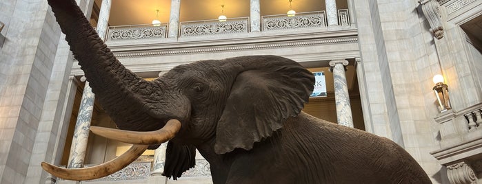 Henry The Elephant is one of 3 Days In DC.