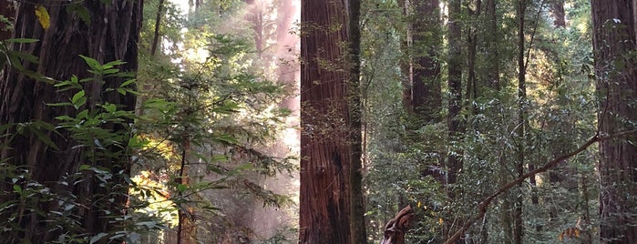 Hendy Woods State Park is one of Lugares favoritos de eric.