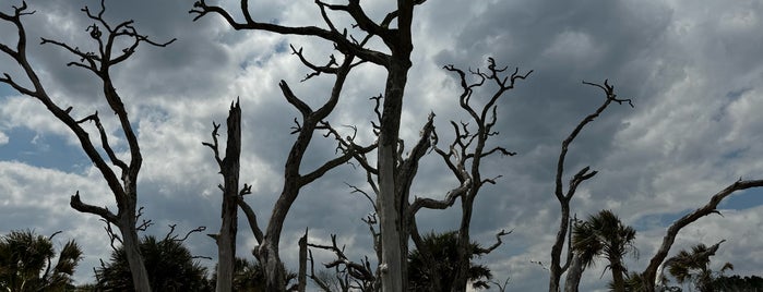 Driftwood Beach is one of Things to do Jekyll island.