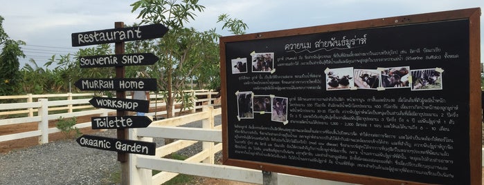 Mini Murrah Farm is one of Prachin Buri 2022.