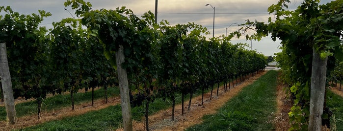 Trius Winery at Hillebrand is one of CAN Toronto Outskirts.