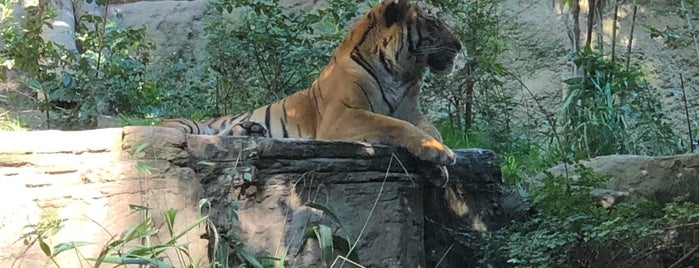 Lion and Jaguar Habitat is one of Lugares favoritos de Barry.