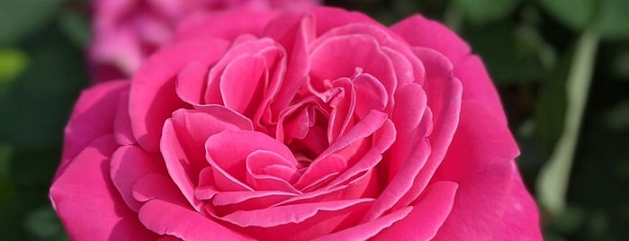 The Rose Garden is one of Locais curtidos por Harv.