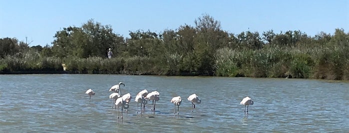 Camargue is one of Spain france germany.