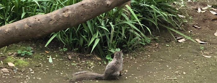 Squirrel Trail is one of The 15 Best Zoos in Tokyo.