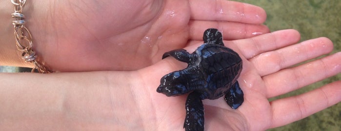 Sea Turtle Farm & Hatchery is one of Lugares guardados de Cynthia.