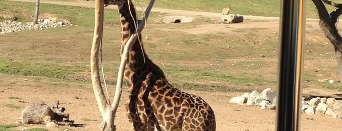 San Diego Zoo Safari Park is one of California Suggestions.