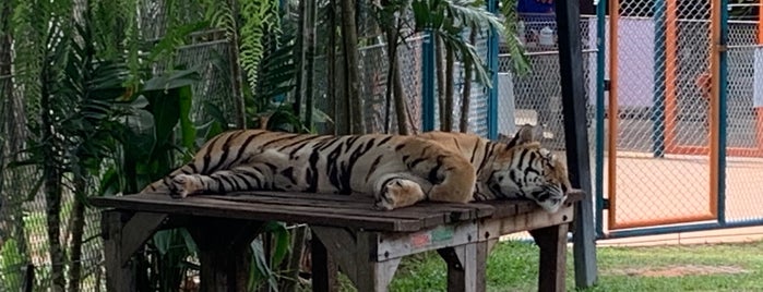 Tiger Park is one of Thailand 🇨🇷.