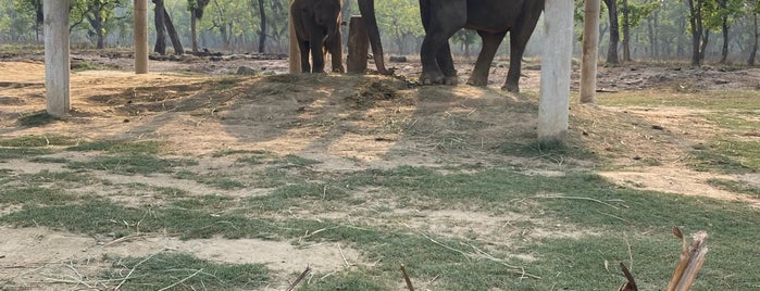 Elephant Breeding Centre is one of NEPAL.
