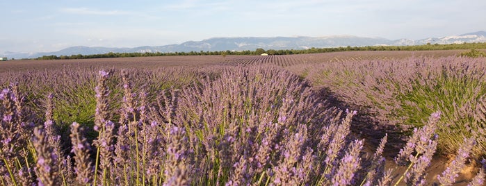 Plateau de Valensole is one of Мои.