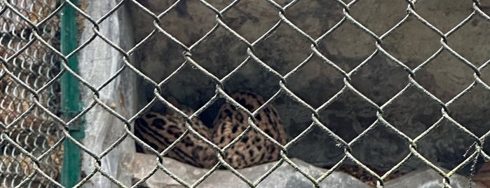 Padmaja Naidu Himalayan Zoological Park is one of Locais curtidos por Evgeniya.