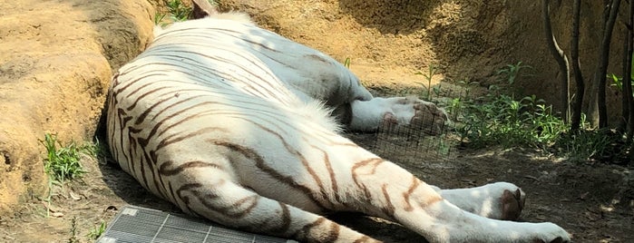 いしかわ動物園 is one of 観光.