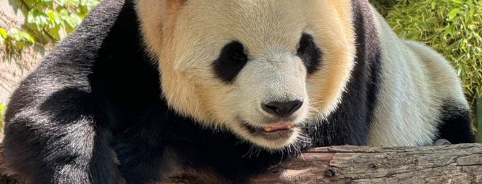 Panda Pavilion of Beijing Zoo is one of stops in china.