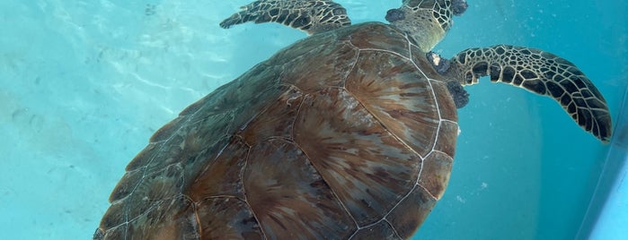 The Turtle Hospital is one of Lugares favoritos de Mona.